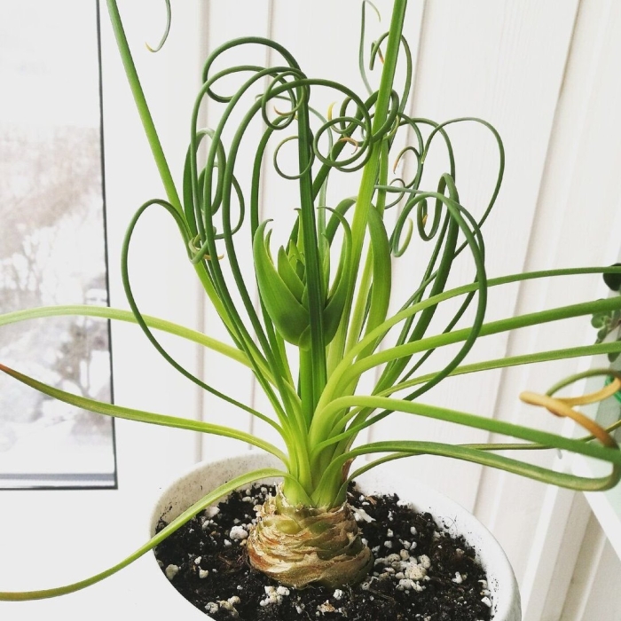 Альбука спиралис фризл