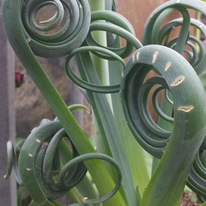 Альбука спиральная