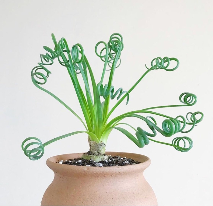 Альбука нельсона