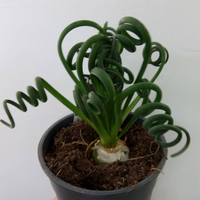 Суккулент альбука