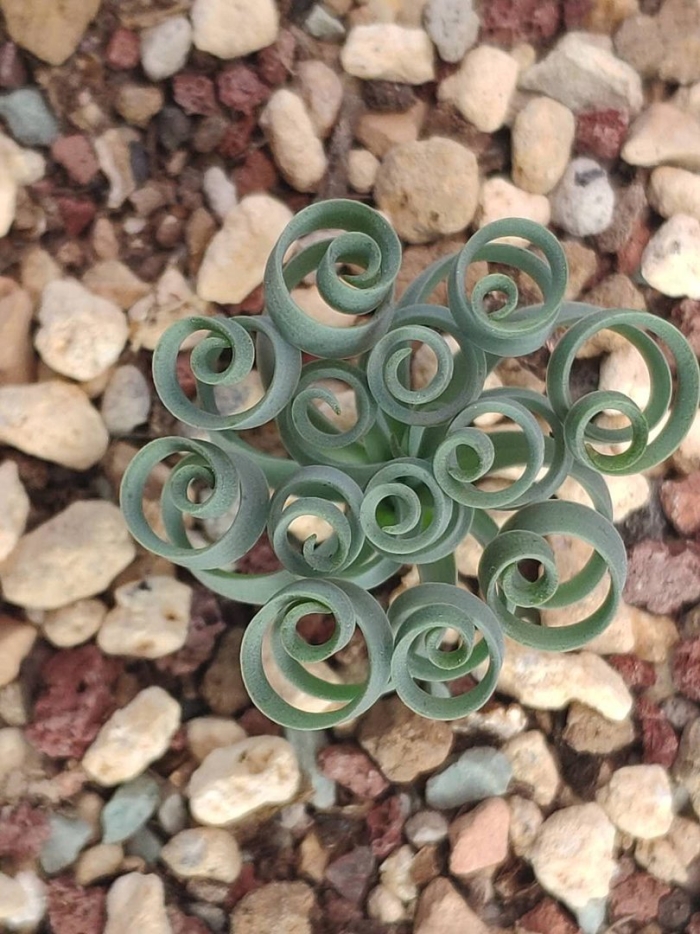 Альбука конкордиана