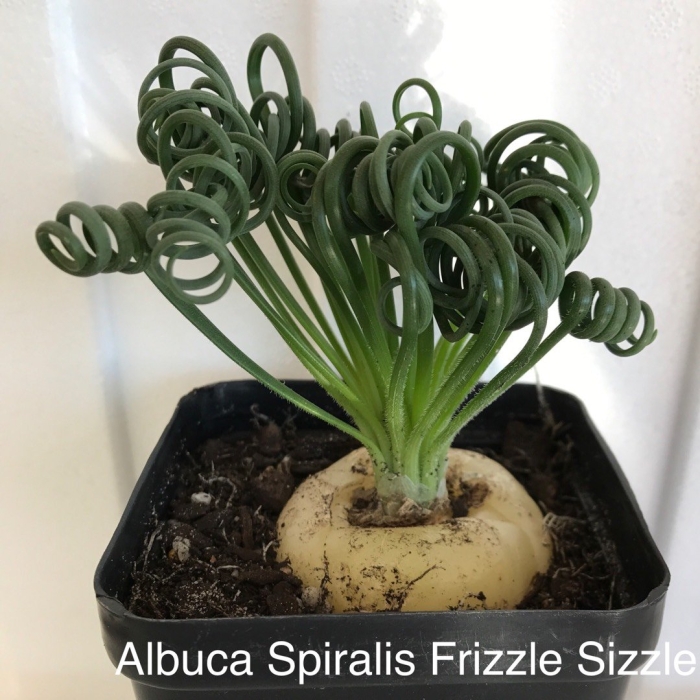 Альбука спиральная