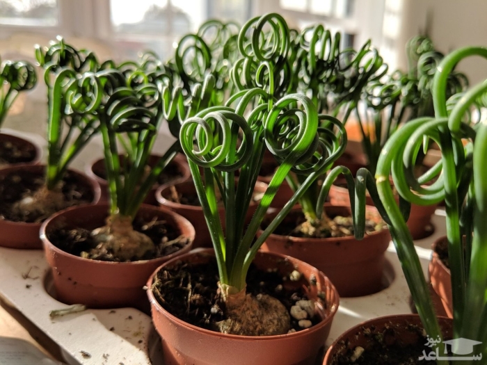 Альбука спиральная