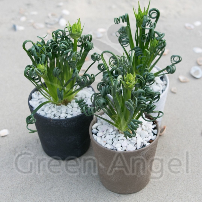 Альбука спиральная