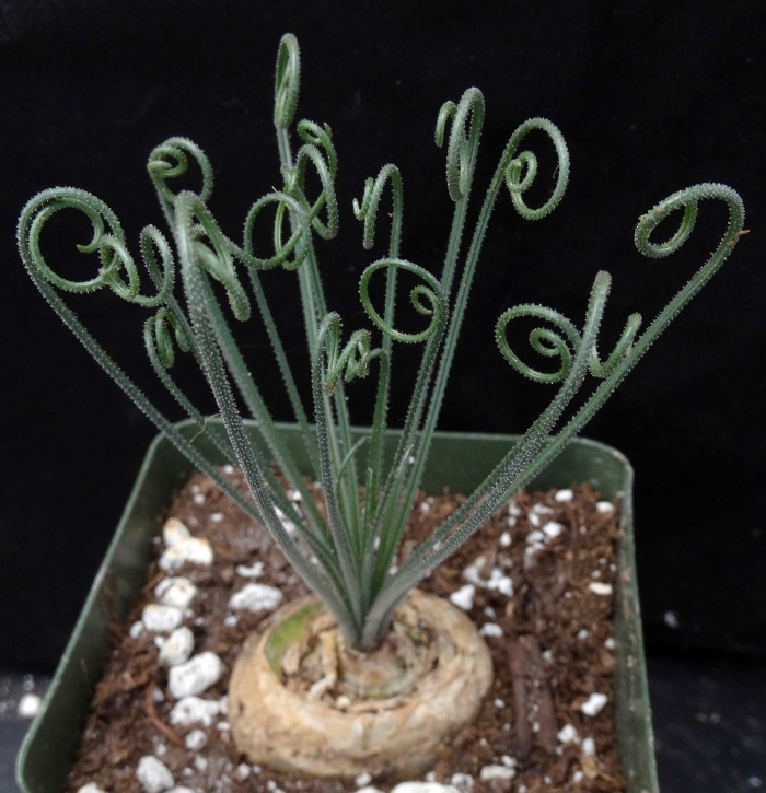 Albuca namaquensis