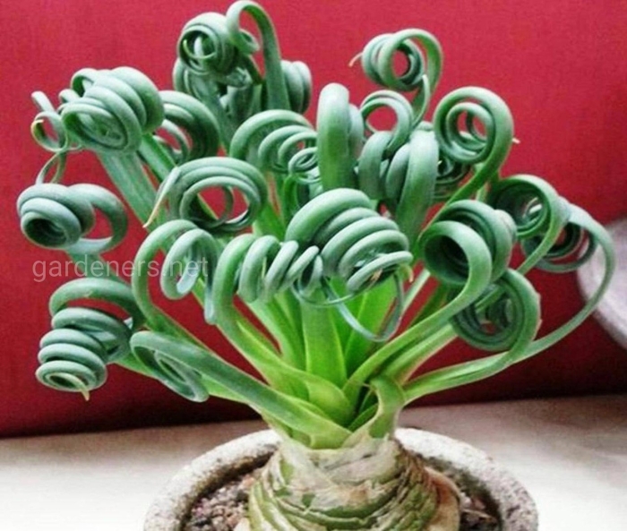 Альбука спиральная цветок