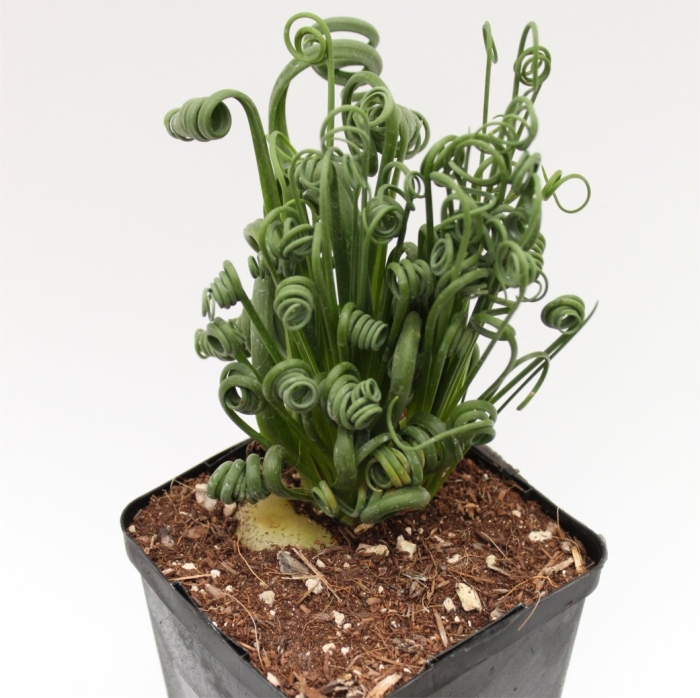 Альбука фагароидес