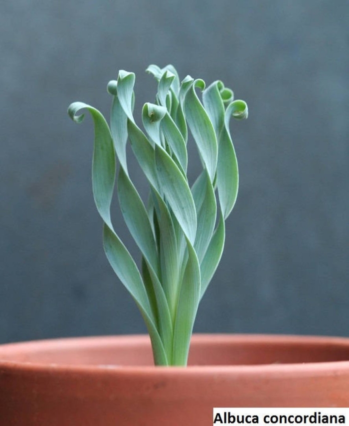 Albuca concordiana