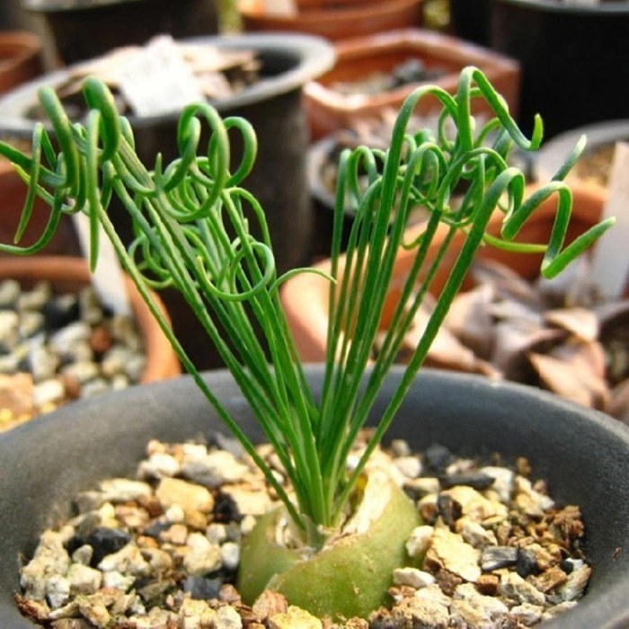 Альбука спиралис цветение