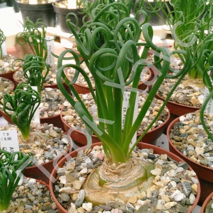 Альбука спиральная