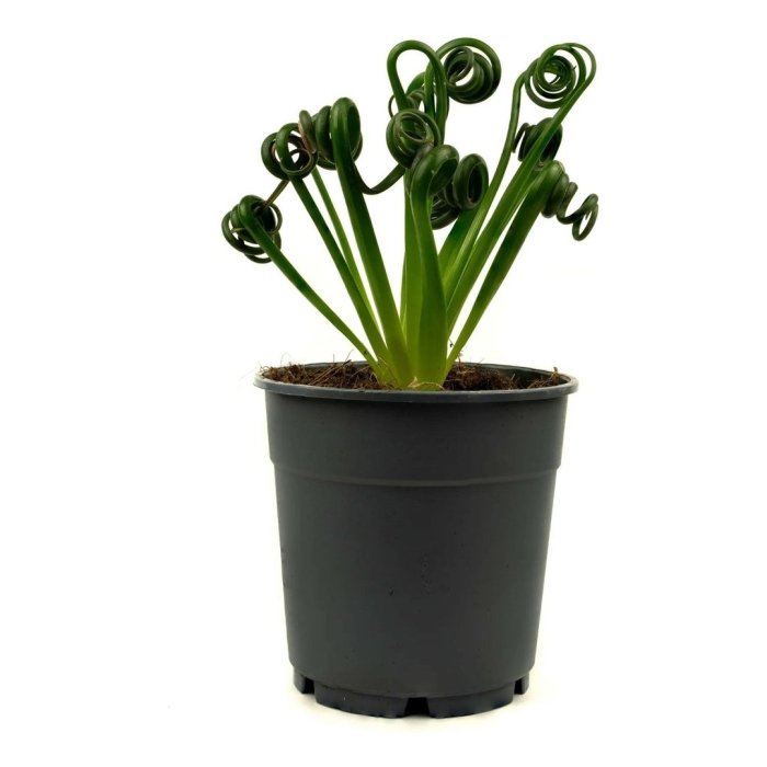 Альбука спиральная уход в домашних условиях