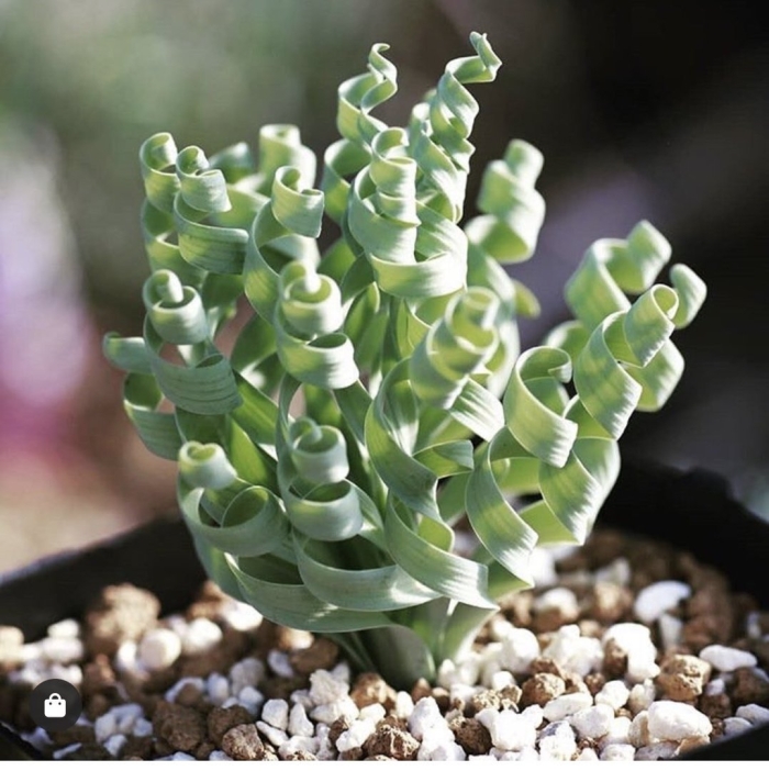 Trachyandra tortilis