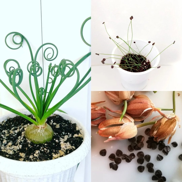 Альбука спиральная