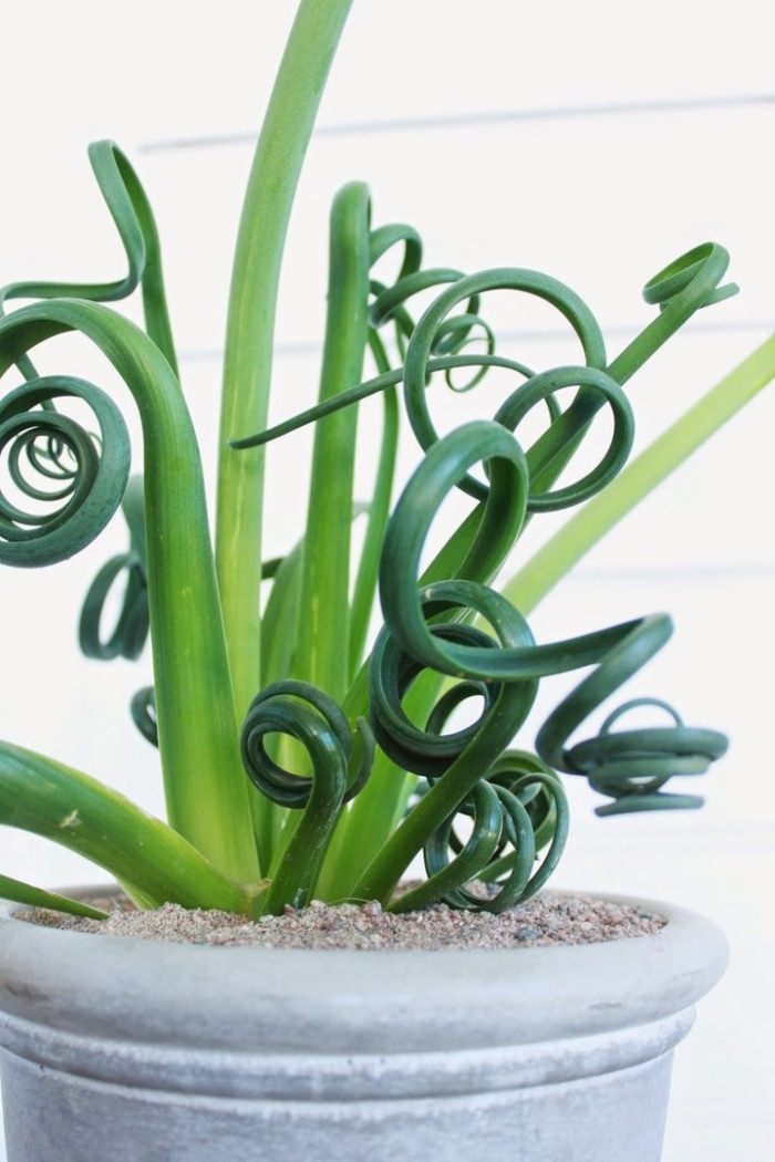Albuca spiralis