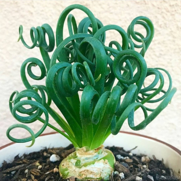 Альбука спиралис