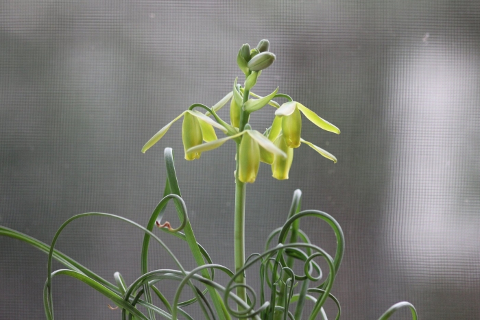 Альбука спиральная