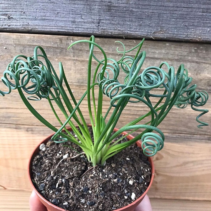 Альбука спиральная