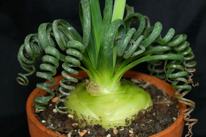 Альбука спиральная цветок