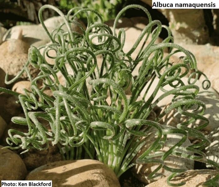 Albuca namaquensis