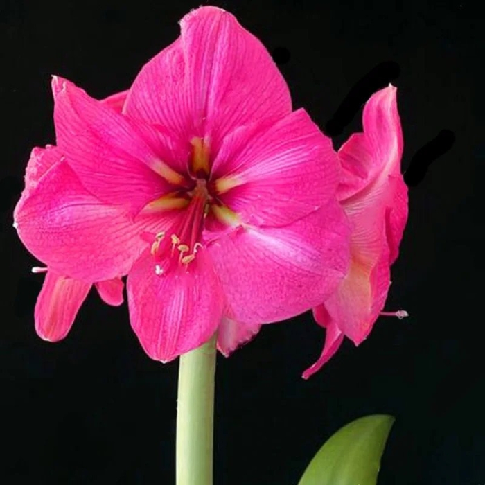 Гиппеаструм пинк сюрпрайз