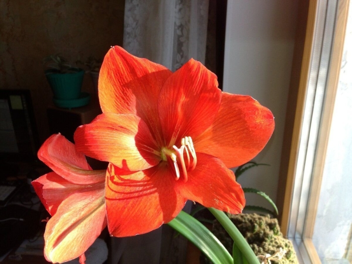 Гиппеаструм регина королевский