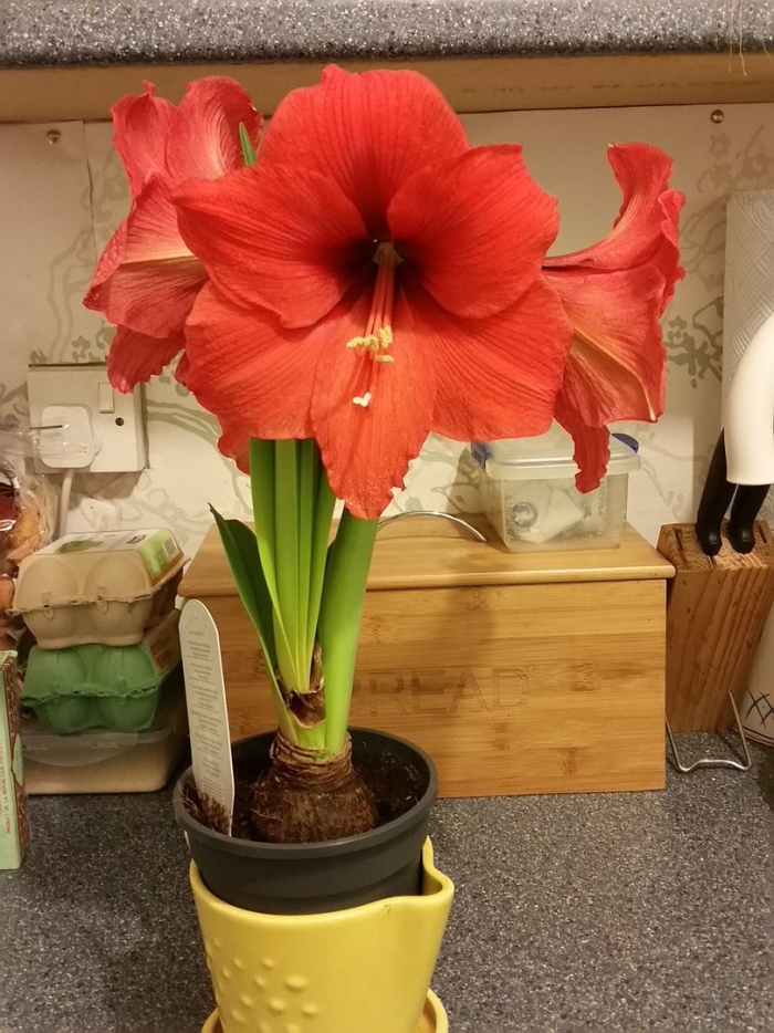 Гиппеаструм ред лион