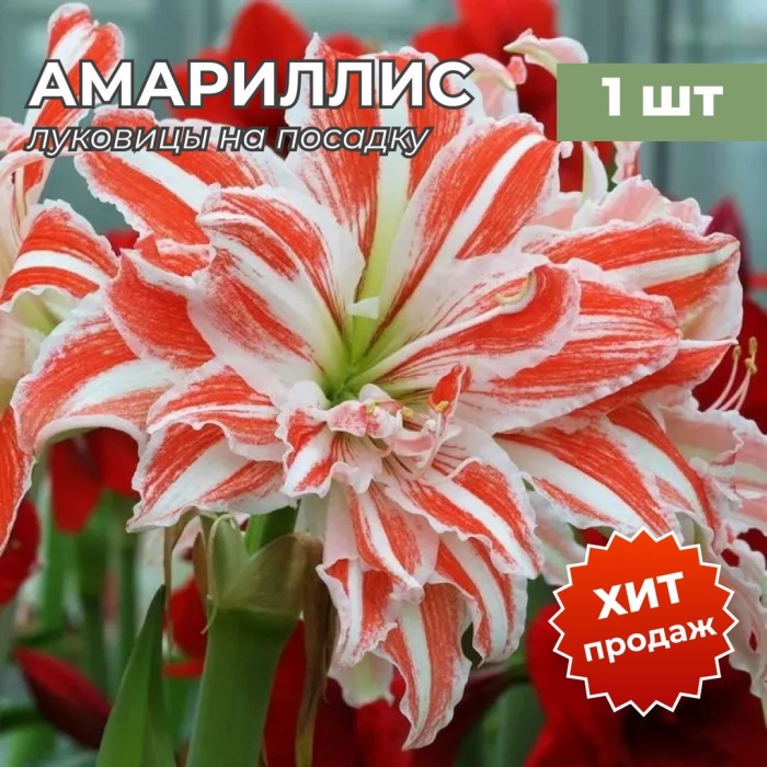 Амариллис дансинг квин