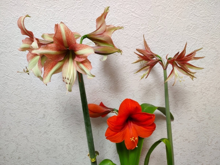 Амариллис и гиппеаструм