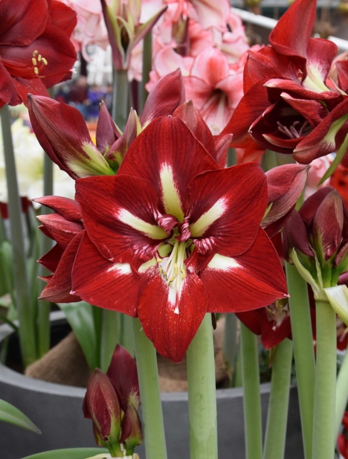 Гиппеаструм barbados