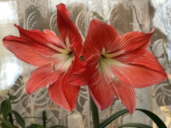 Гиппеаструм экзотик пикок