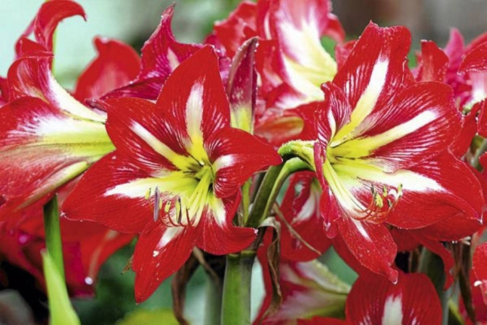 Гиппеаструм цветок