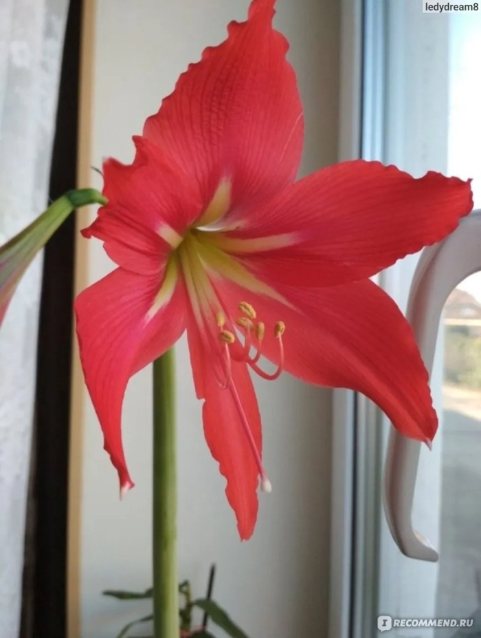 Гиппеаструм арктик вайт