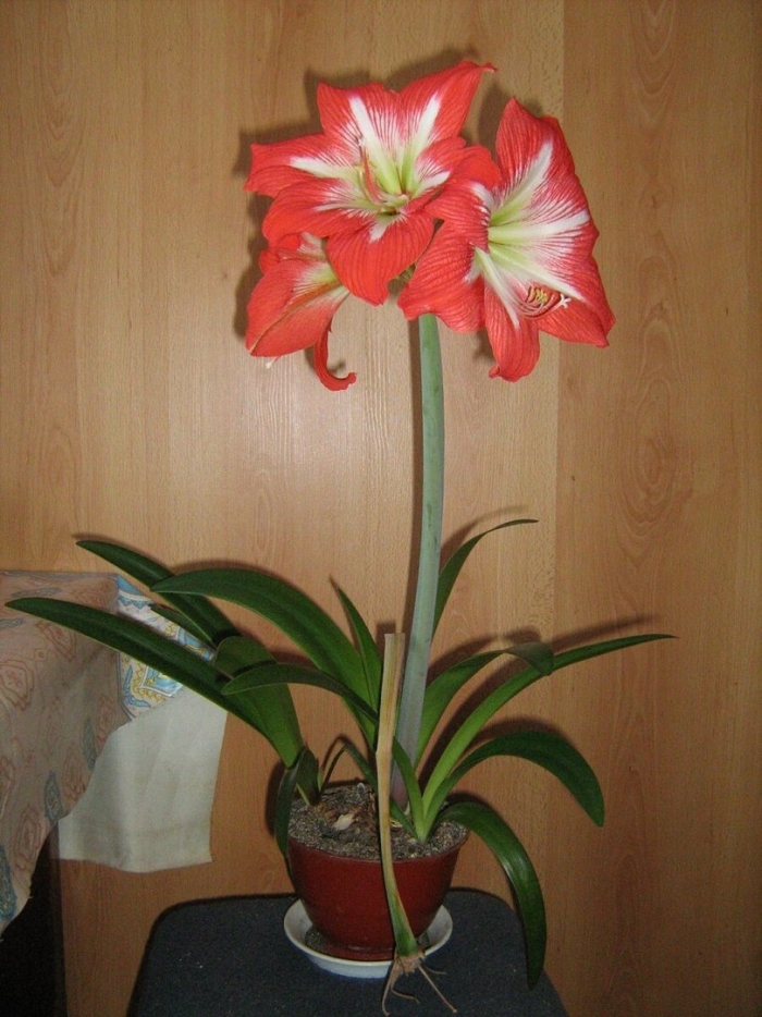 Гиппеаструм амариллис оранжевый