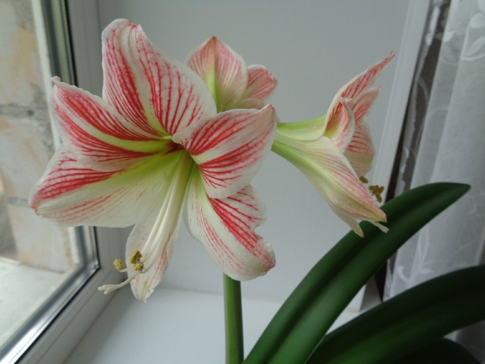 Гиппеаструм mariamor