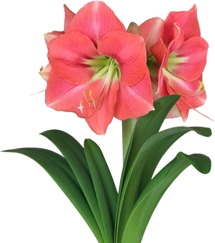 Амариллис grand diva