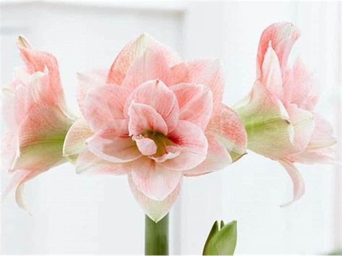 Pink glory гиппеаструм