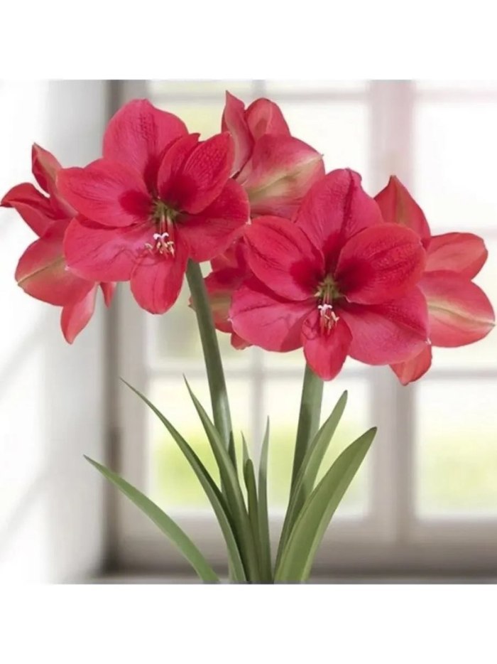 Гиппеаструм pink rival