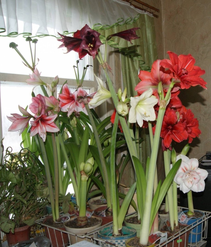 Цветок гиппеаструм