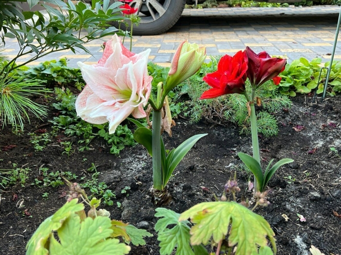 Гиппеаструм в открытом
