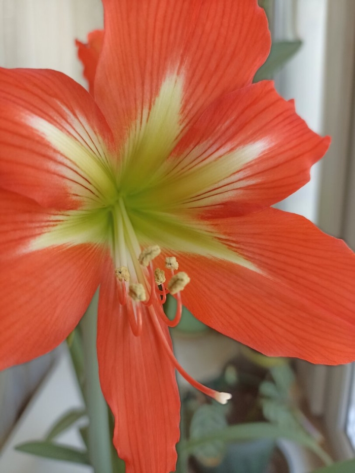 Гиппеаструм не цветет