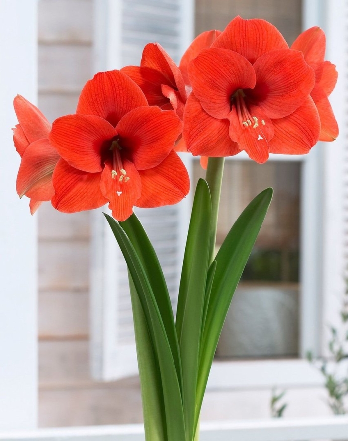 Гиппеаструм оранж соверен