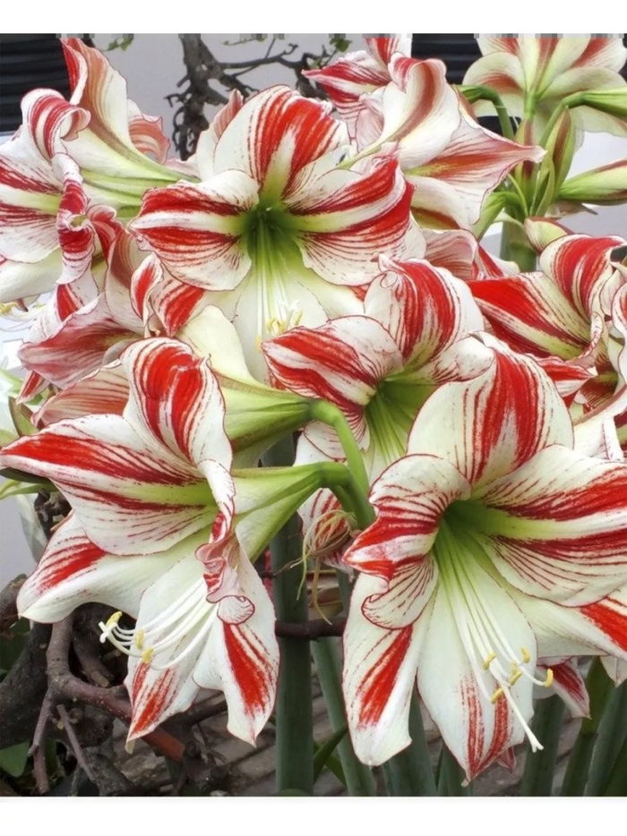 Гиппеаструм амбианс