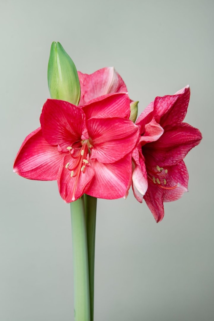 Гиппеаструм пинк ривал