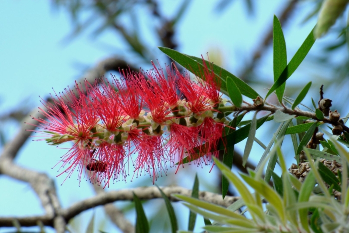 Каллистемон лимонный