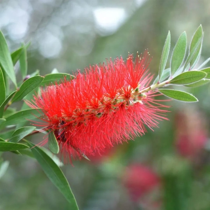 Callistemon citrinus