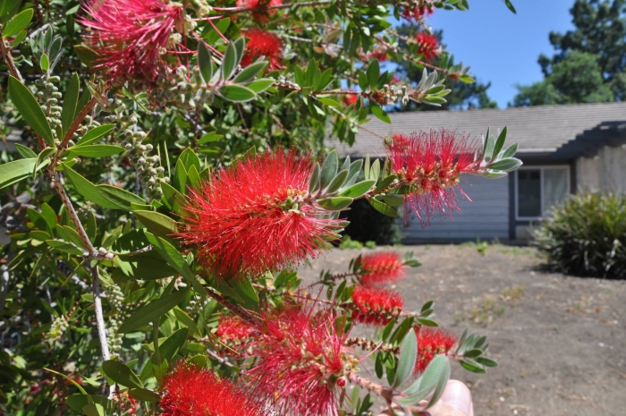 Каллистемон лимонный