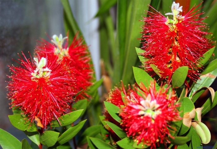 Каллистемон сплетённый