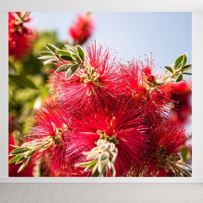 Callistemon citrinus