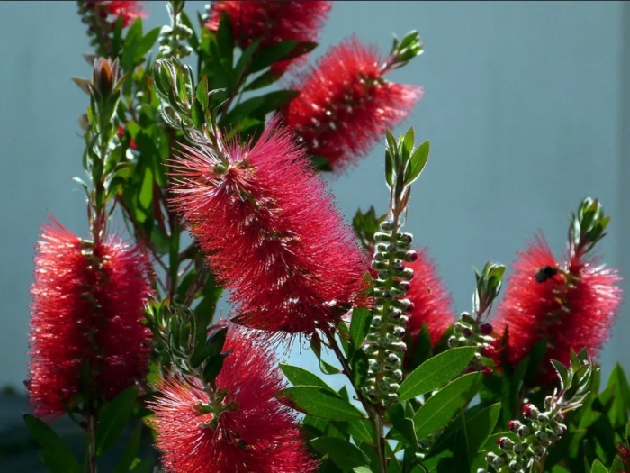 Каллистемон иволистный