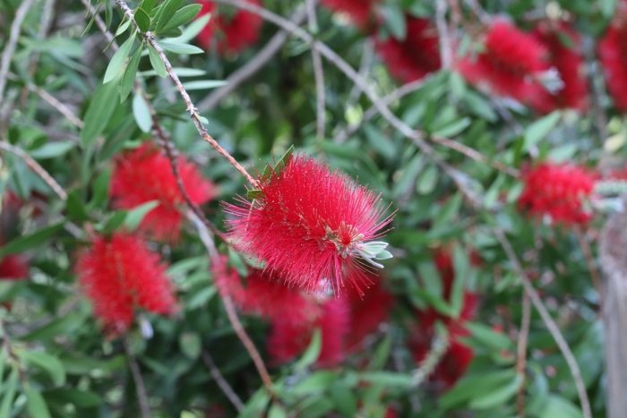 Callistemon citrinus